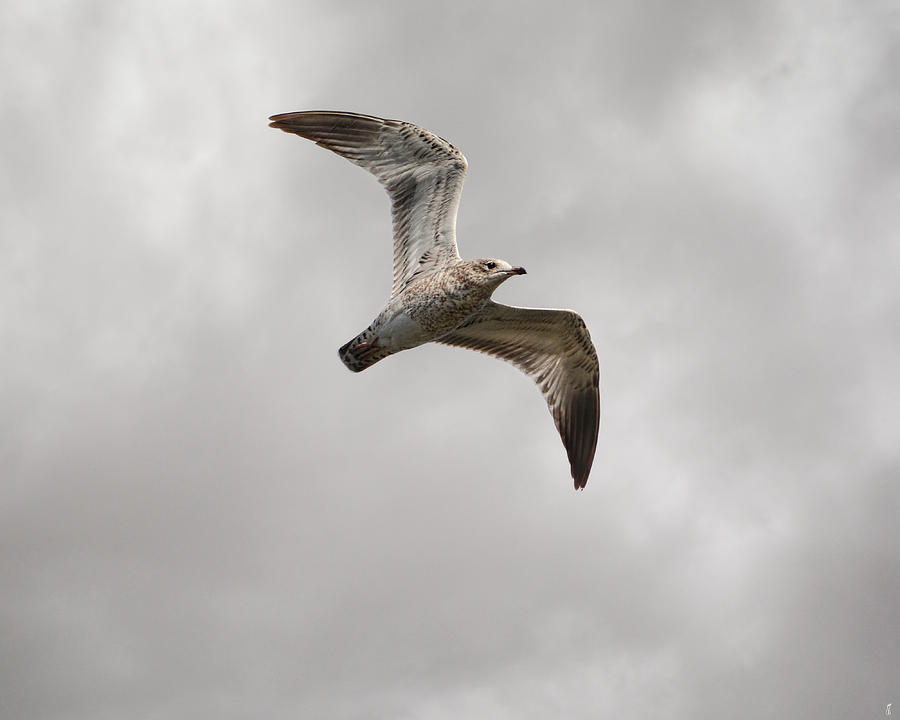 Ring Billed Gull At Reelfoot Photograph by Jai Johnson