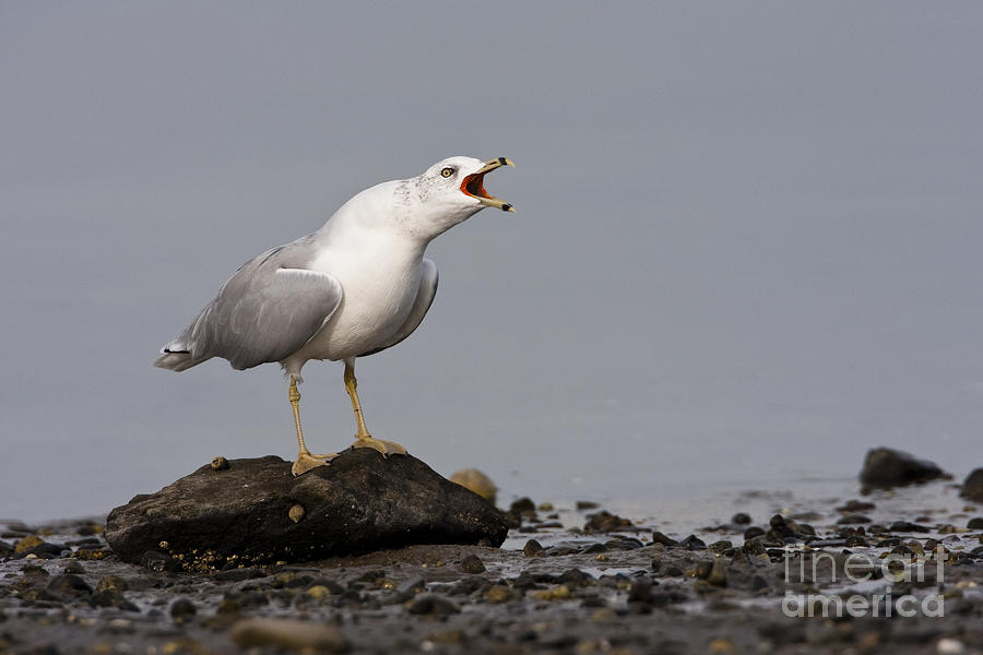 Ring billed gull calling Photograph by Bryan Keil