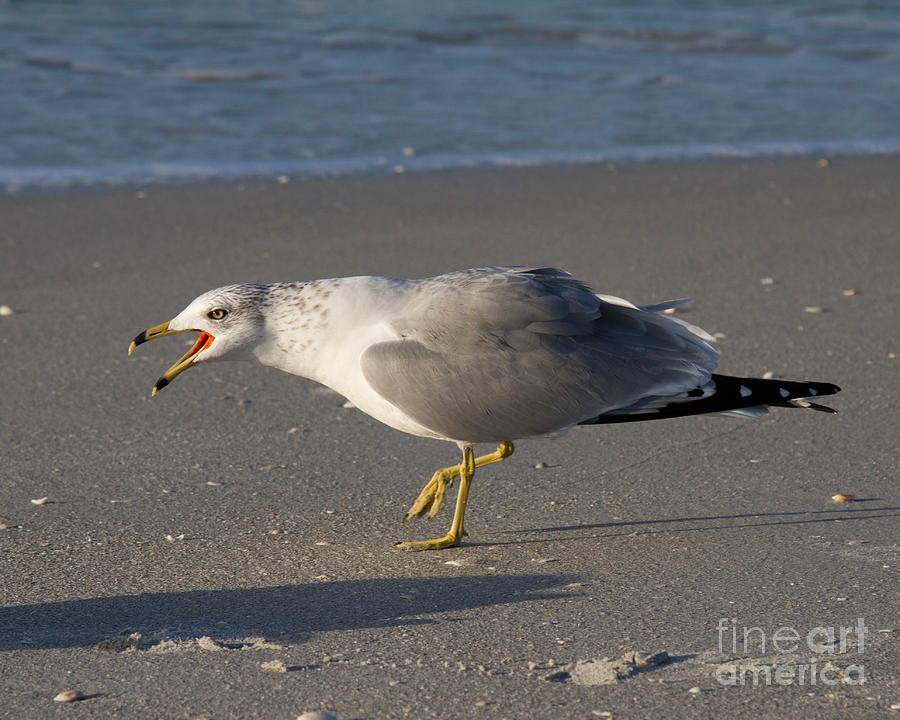 Ring-billed Gull Photograph by Chris Scroggins