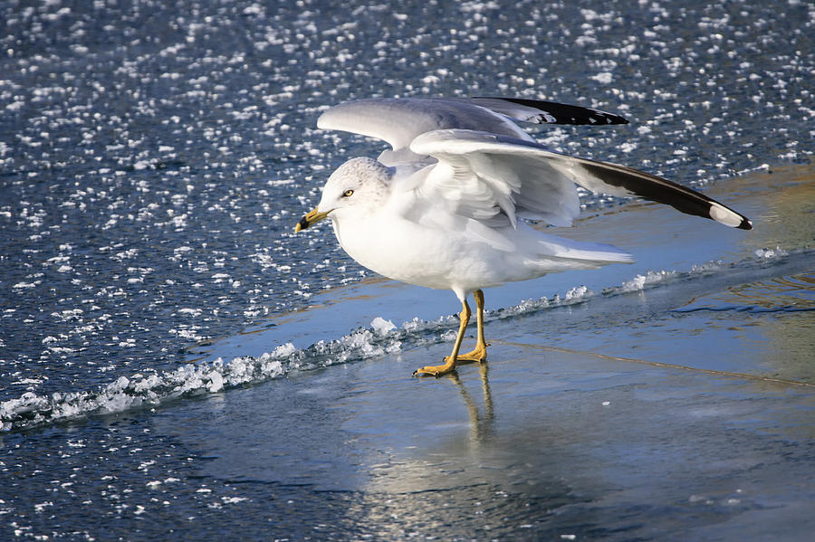Ring-billed Gull Photograph by Gary Hall