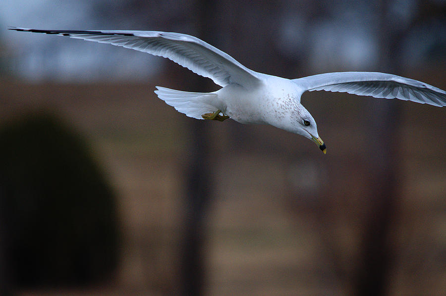 Seagull Photograph - Ring-billed Gull Gliding Portraits 2 by Roy Williams