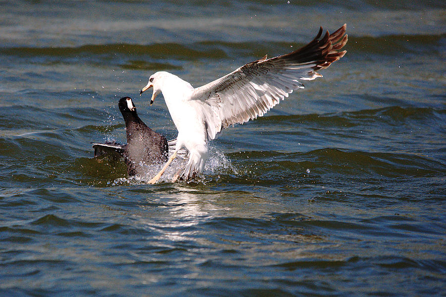 Bird Photograph - Ring-billed Gull Hunting Series 4 by Roy Williams Bird Photograph - Ring-billed Gull Hunting Series 4 by Roy Williams