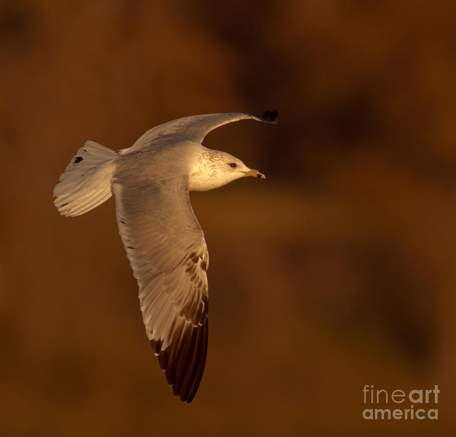 Ring-Billed Gull In Flight Photograph by Robert Frederick