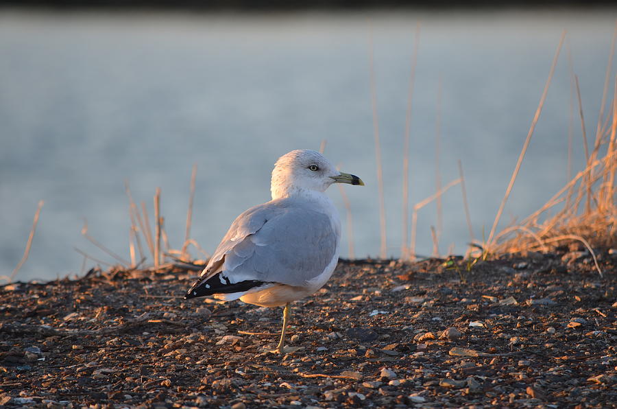Ring-billed Gull Photograph by James Petersen