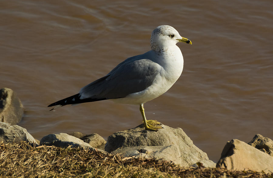 Ring-Billed Gull Photograph by Holden The Moment