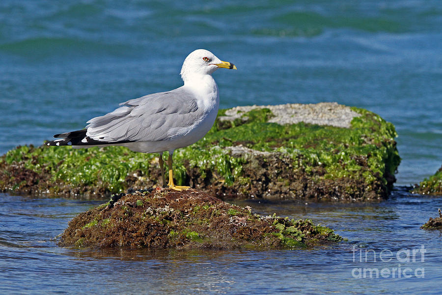 Ring-billed Gull Photograph by Jennifer Zelik
