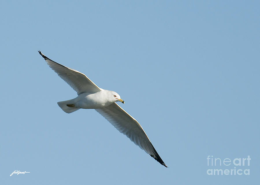 Nature Photograph - Ring Billed Gull by Bon and Jim Fillpot
