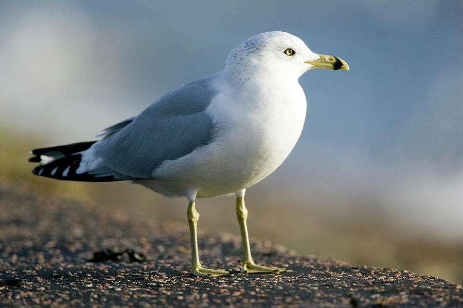 Ring Billed Gull Photograph by John Devries/science Photo Library
