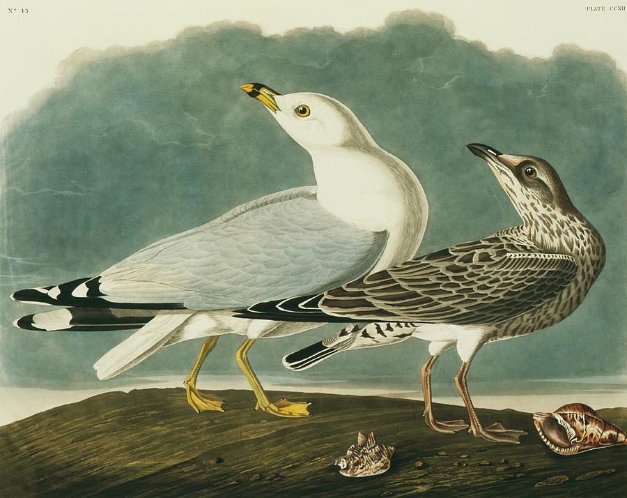 Ring-billed Gull Photograph by Natural History Museum, London/science Photo Library