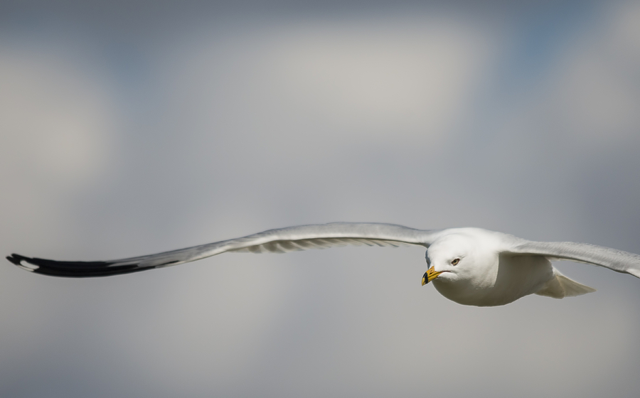 Bird Photograph - Ring Billed Gull on a Mission by Loree Johnson