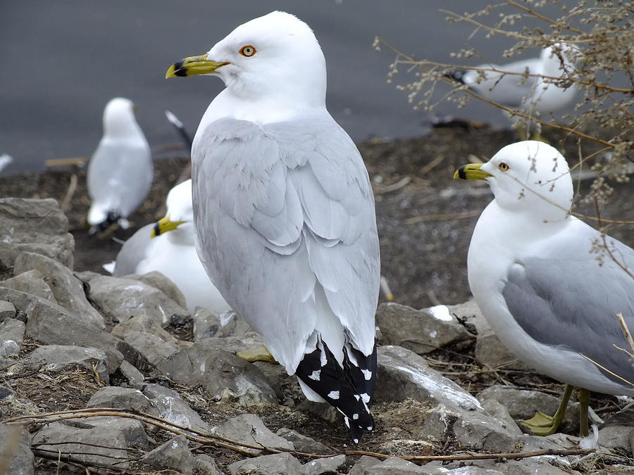 Ring-billed Gull Photograph by Peggy King