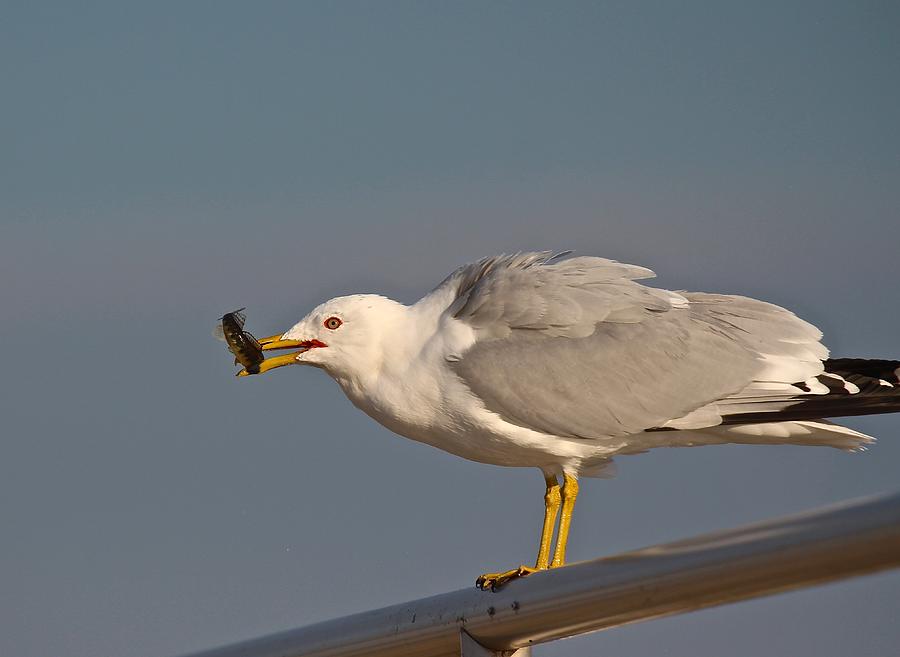 Ring-Billed Gull with Fish Photograph by John Dart