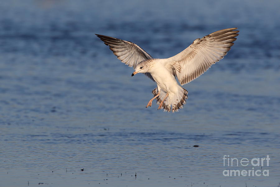 Ring billed Gull landing Photograph by Bryan Keil