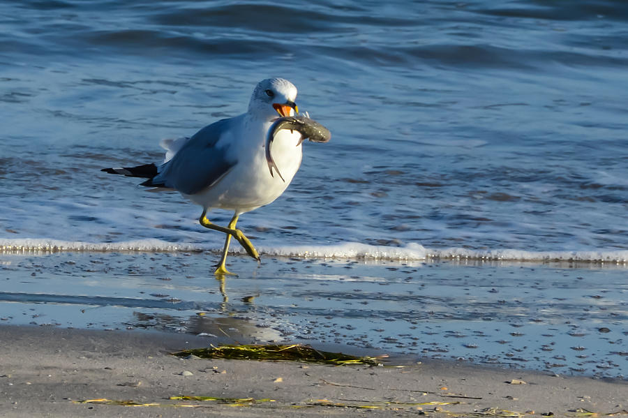 Ring-billed Gull with its Catch Photograph by Debra Martz