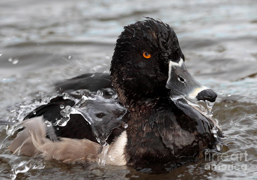 Ring-necked Duck Bath Time Photograph by Ruth Jolly