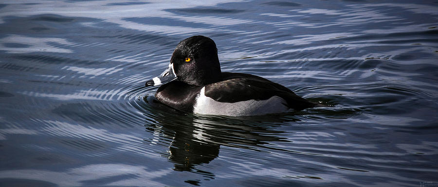 Ring Neck Duck Photograph by Elaine Malott