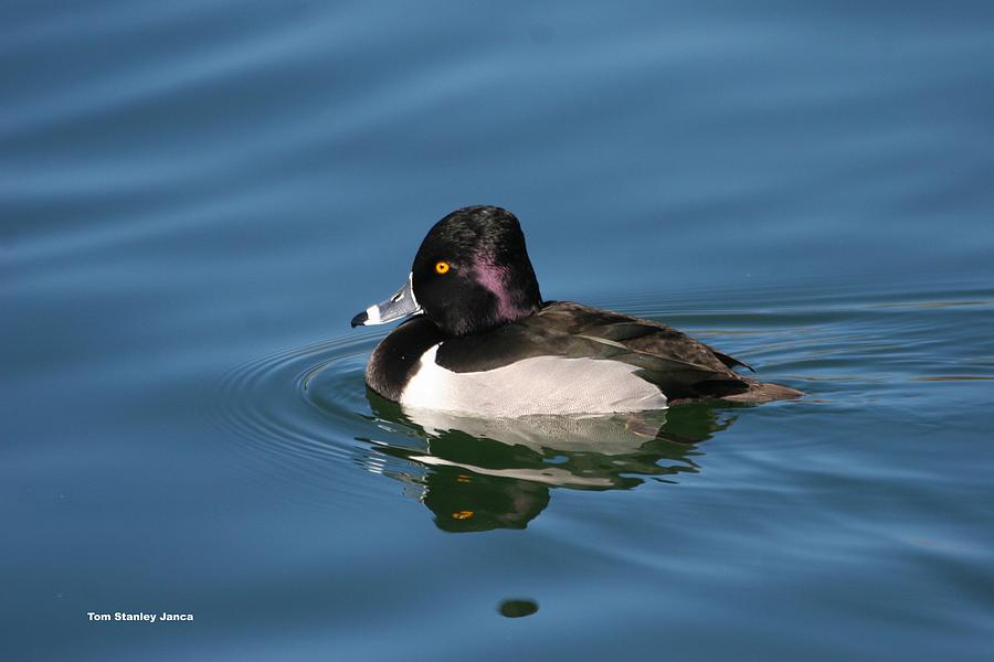 Blue Water Photograph - Ring Neck Duck  by Tom Janca
