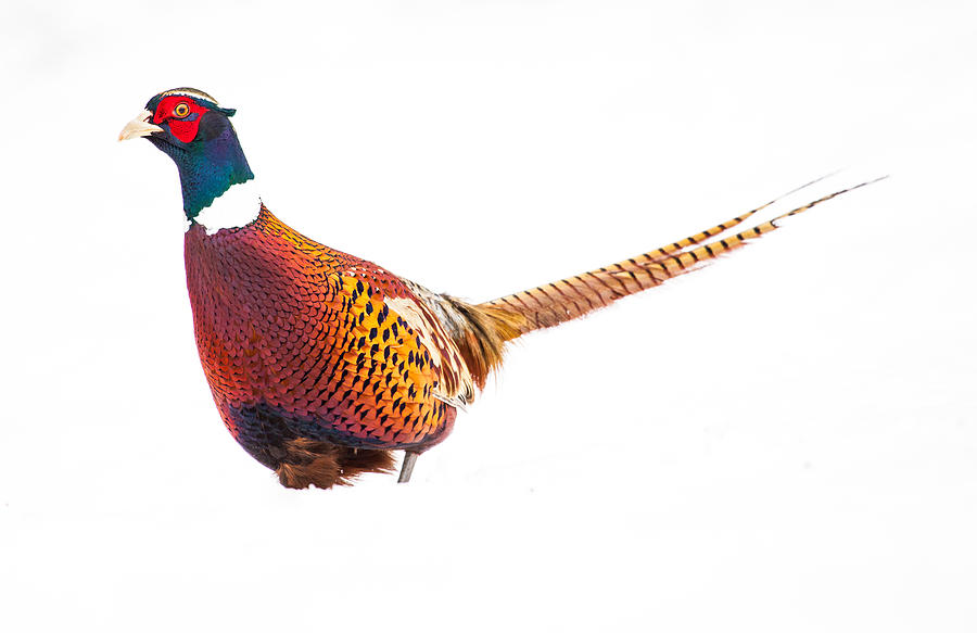 Pheasant Photograph - Ring-Neck Pheasant by Karol Livote