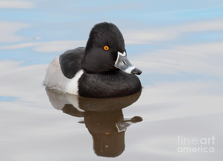 Ring-Neck Duck reflections Photograph by Ruth Jolly