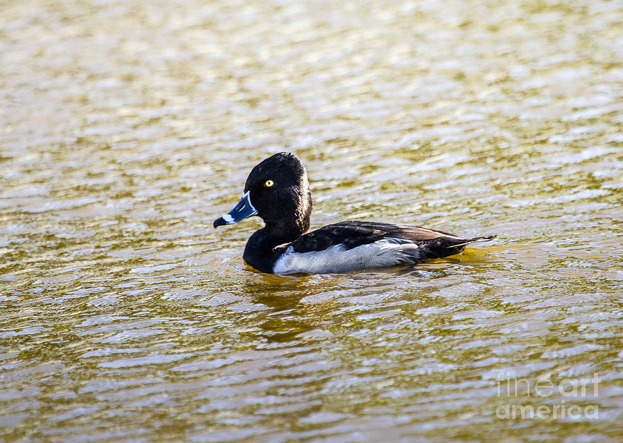 Duck Photograph - Ring-necked Drake by Robert Bales