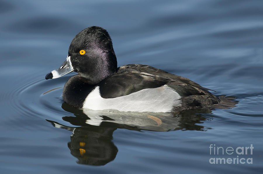 Ring-necked Duck Photograph by Anthony Mercieca