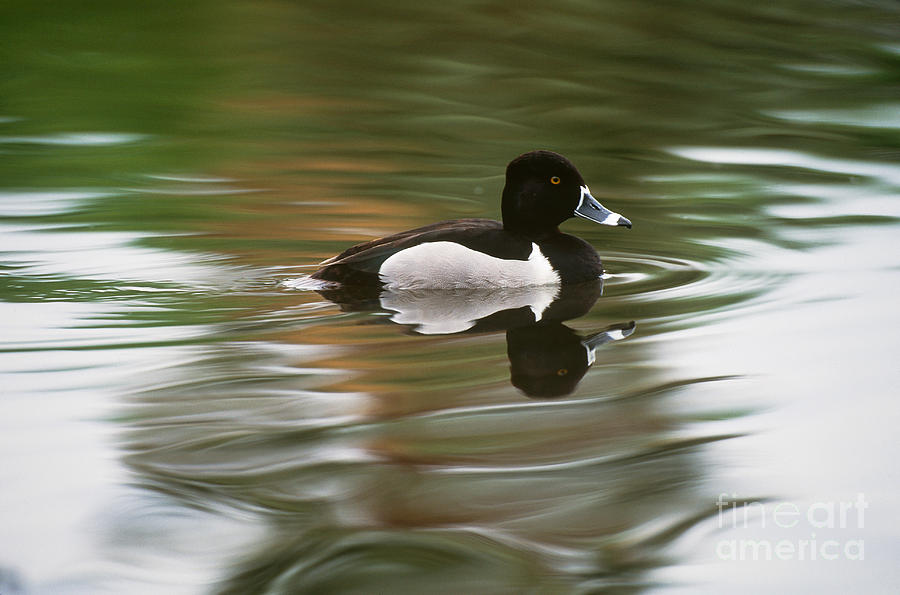 Duck Photograph - Ring-necked Duck by Art Wolfe