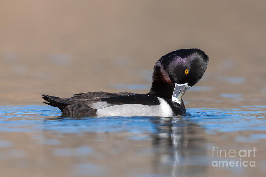 Ring-necked Duck Photograph by Clarence Holmes