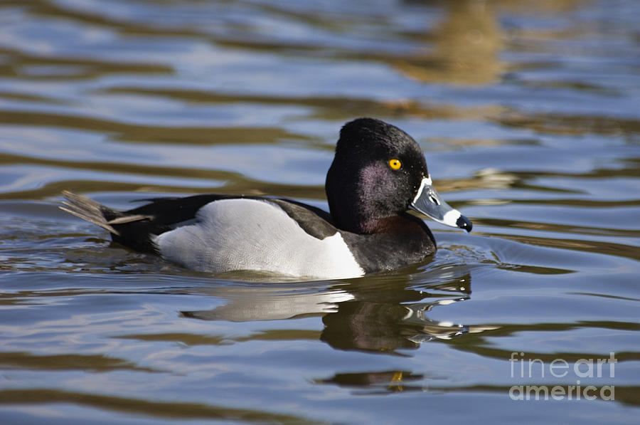 Duck Photograph - Ring-necked Duck - D008925 by Daniel Dempster