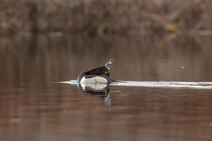 Ring-necked Duck Drake Photograph by Linda Arndt
