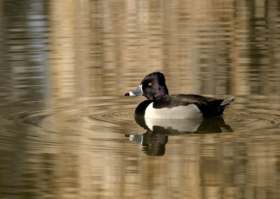 Bird Photograph - Ring-necked Duck by Heather Pickard