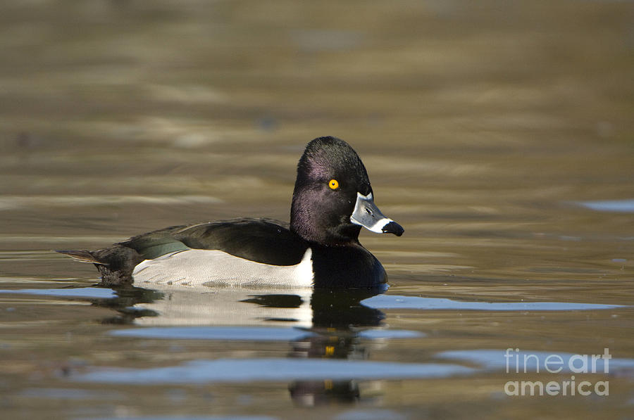 Ring-necked Duck Photograph by John Shaw