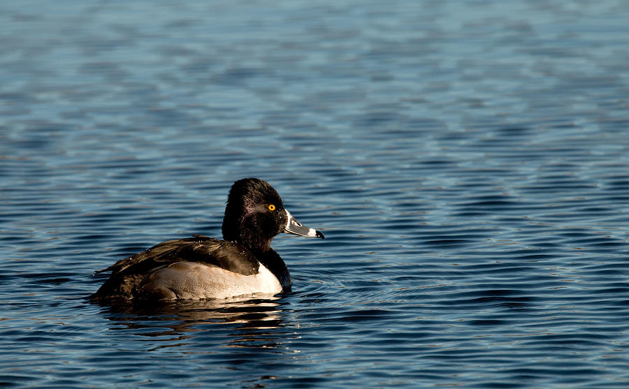 Ring-Necked Duck Photograph by Kristia Adams
