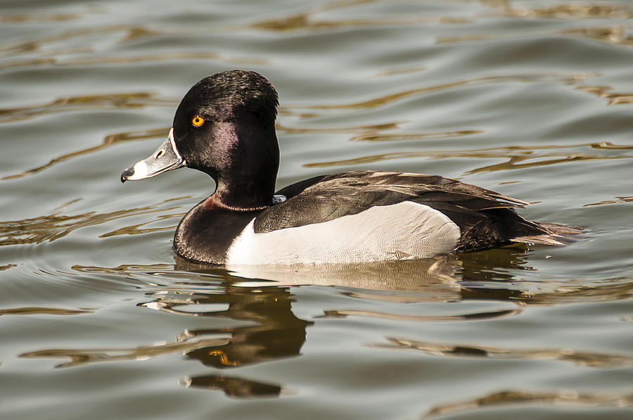 Ring-Necked Duck Photograph by Lee Kirchhevel