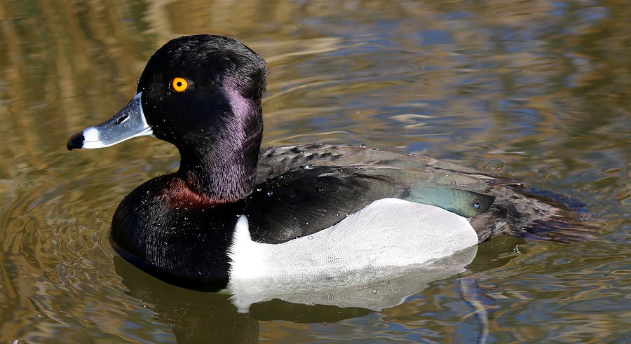 Ring-necked Duck Photograph by Matt Blankenship