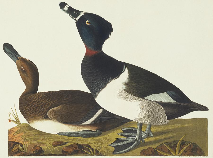 Ring-necked Duck Photograph by Natural History Museum, London/science ...