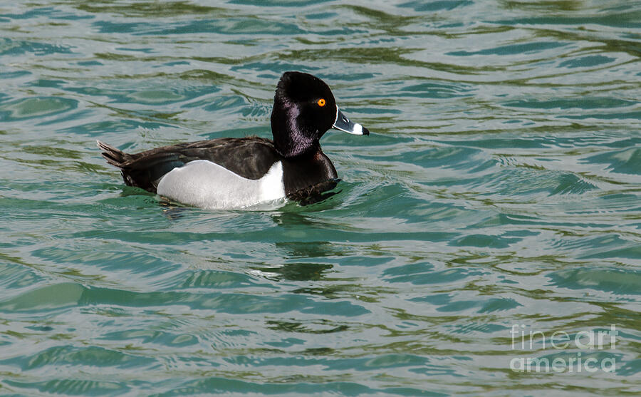Ring-Necked Duck Photograph by Robert Bales