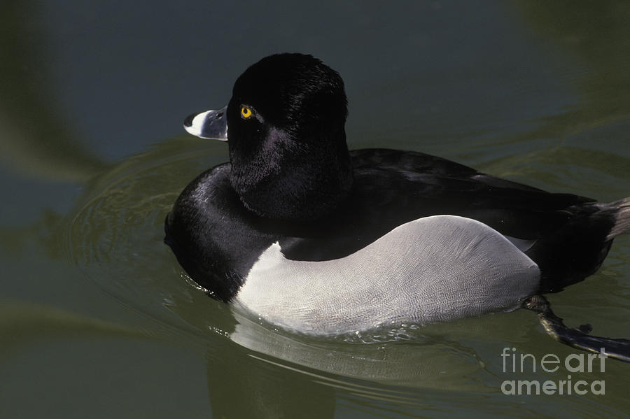 Ring-necked Duck Photograph by Ron Sanford
