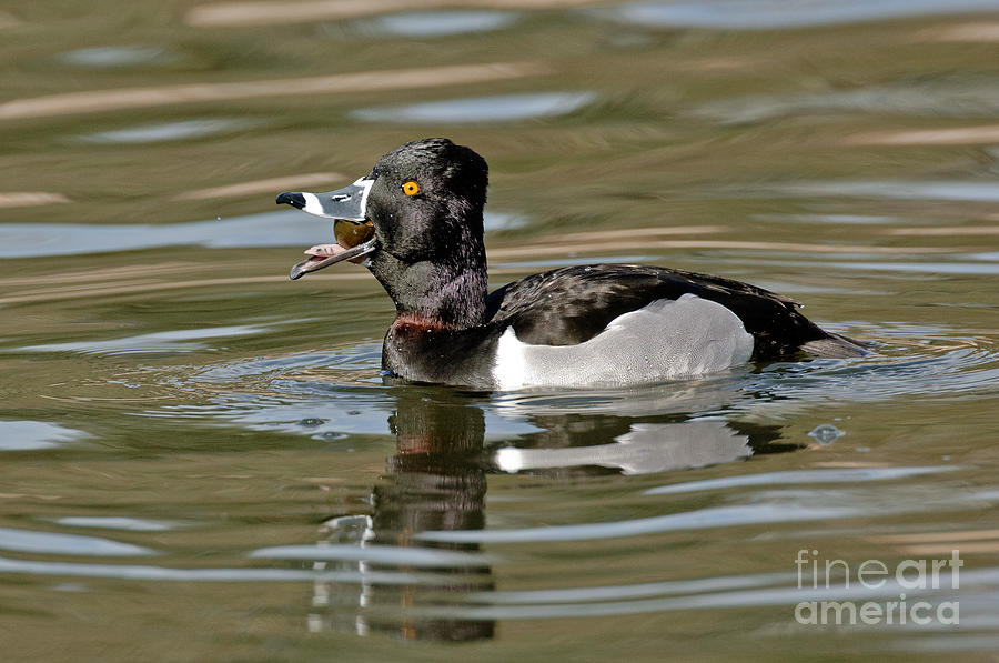 Wildlife Photograph - Ring-necked Duck Swallowing Snail by Anthony Mercieca