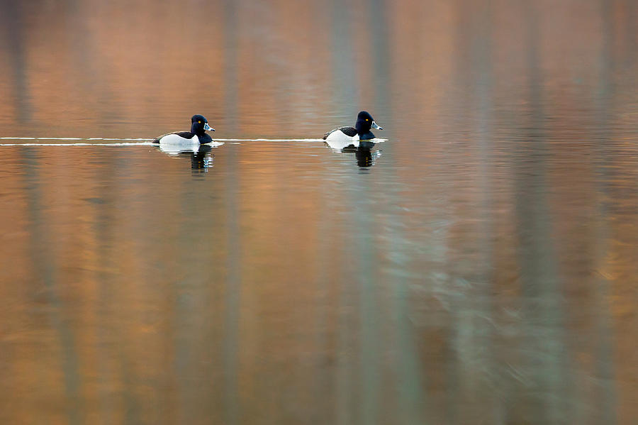 Ring Necked Ducks Photograph by Bill Wakeley