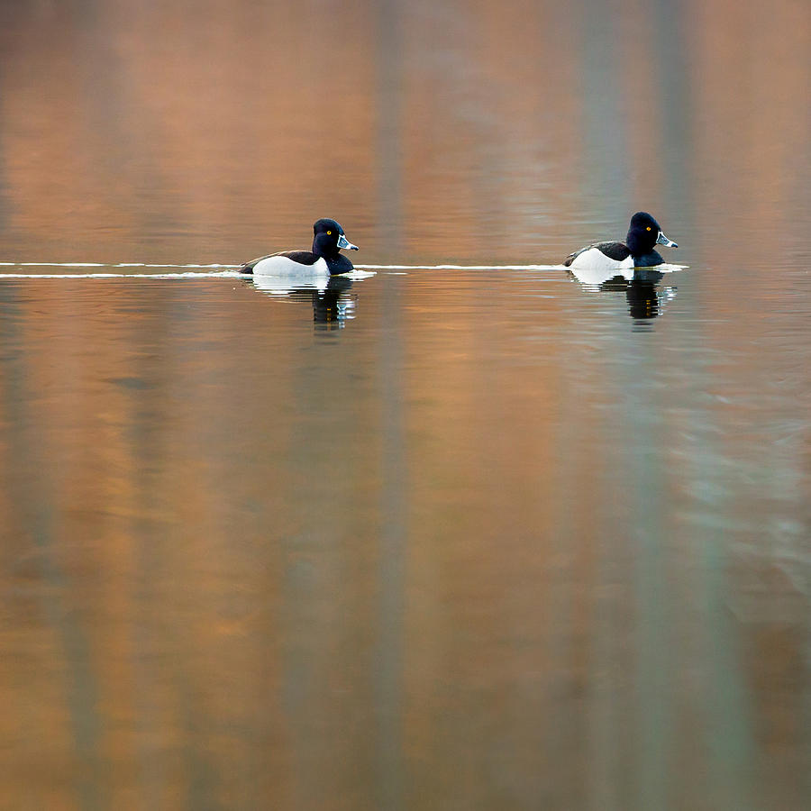 Duck Photograph - Ring Necked Ducks Square by Bill Wakeley