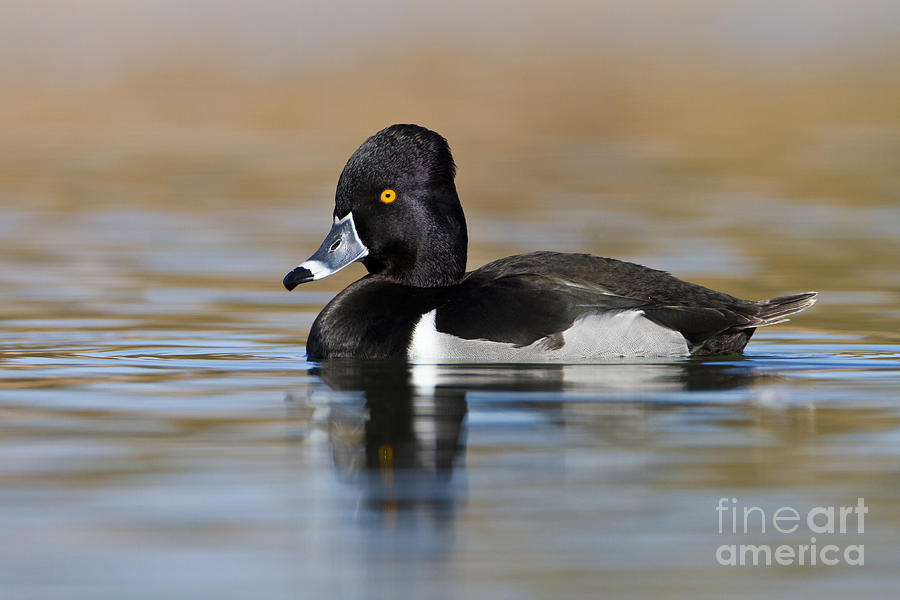 Ring Necked Duck in Morning Light  Photograph by Bryan Keil