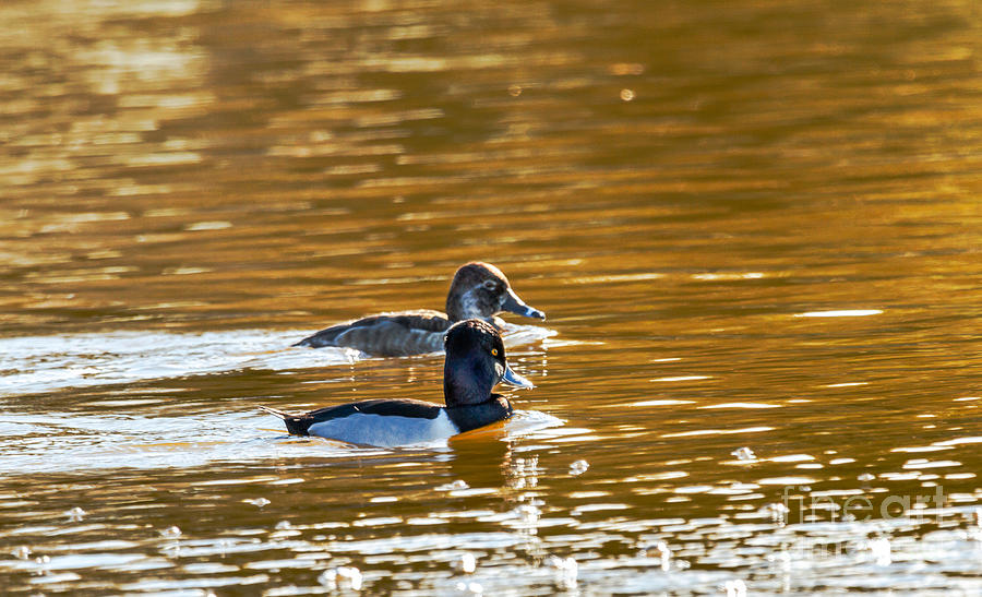 Duck Photograph - Ring-Necked Pair by Robert Bales