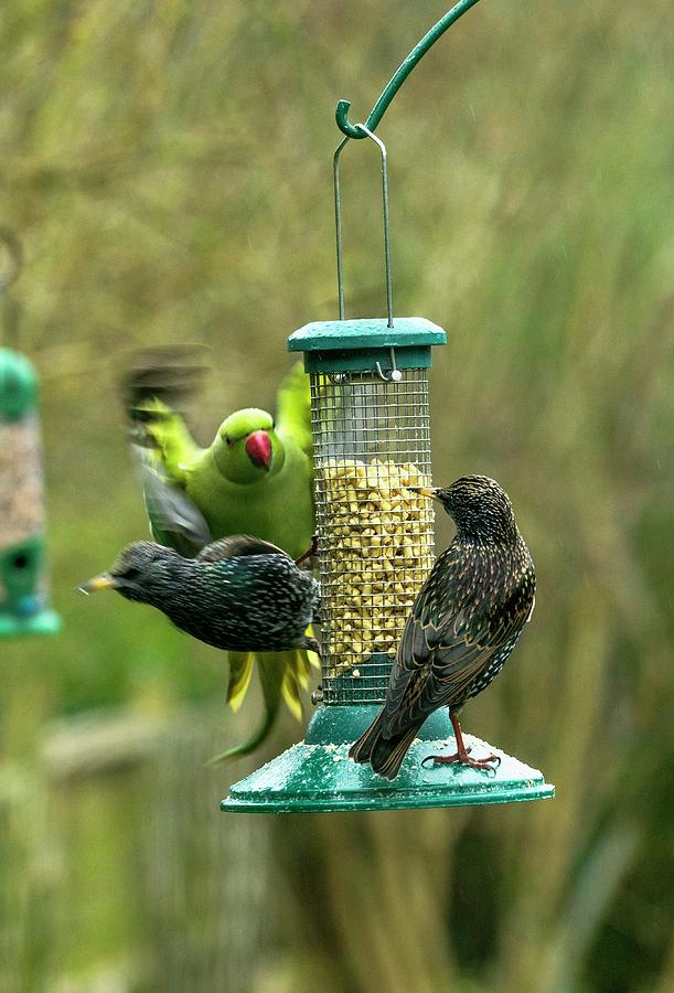 starlings bird feeders