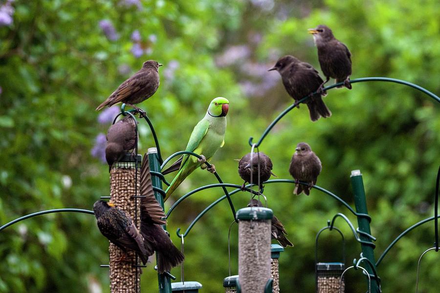 Ring-necked Parakeet And Starlings On Bird Feeders Photograph by Georgette Douwma/science Photo Library