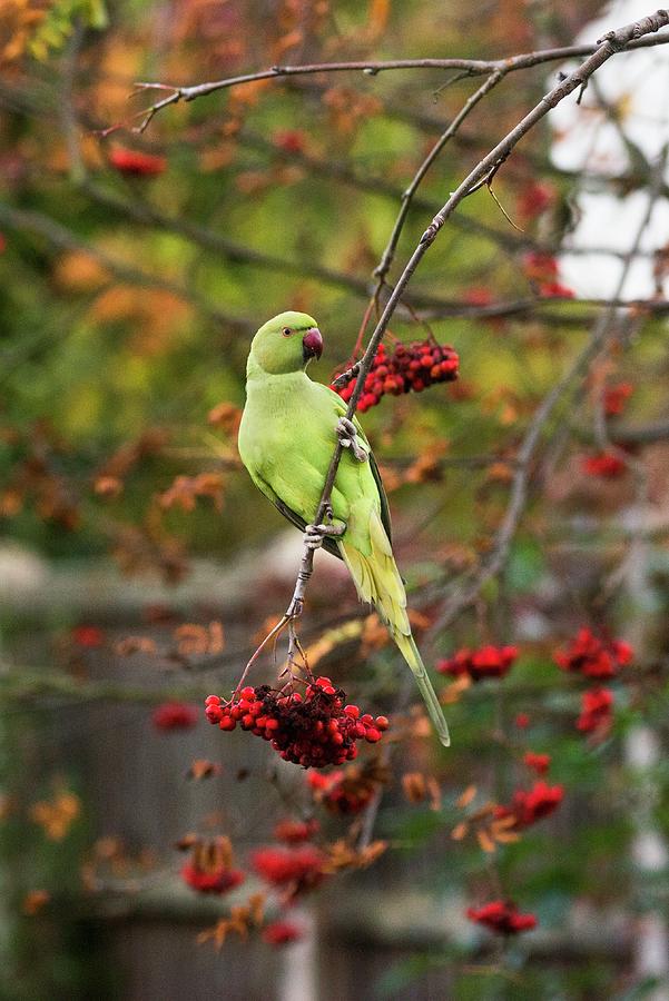 Ring-necked Parakeet In A Tree Photograph by Georgette Douwma/science Photo Library