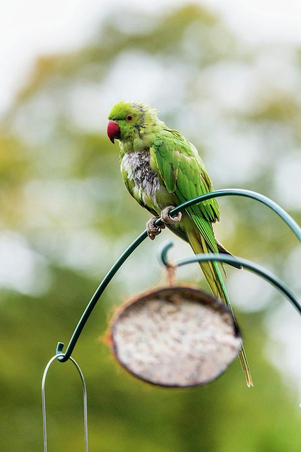 Ring-necked Parakeet On A Bird Feeder Photograph by Georgette Douwma/science Photo Library