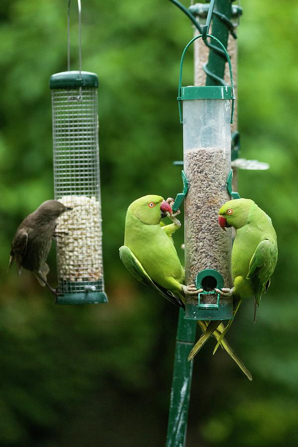Ring-necked Parakeets And Starling On Bird Feeders Photograph by Georgette Douwma/science Photo Library