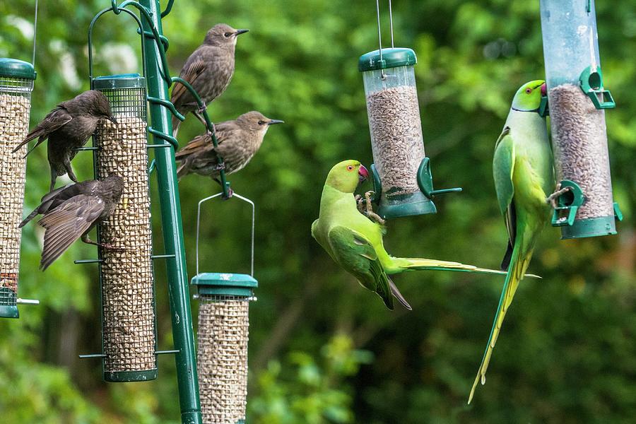 Ring-necked Parakeets And Starlings On Bird Feeders Photograph by Georgette Douwma/science Photo Library