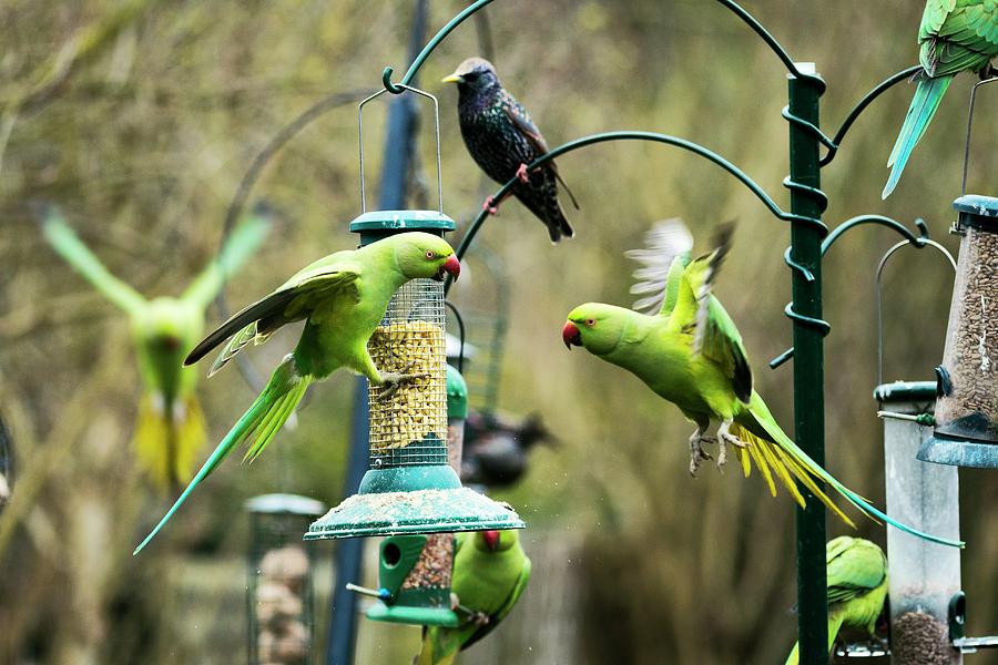 Nature Photograph - Ring-necked Parakeets by Georgette Douwma