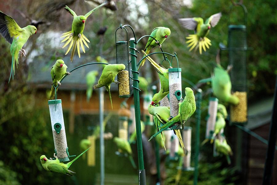 Ring-necked Parakeets On Bird Feeders Photograph by Georgette Douwma/science Photo Library